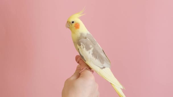 Wavy Yellow Parrot Bright Pink Background Sitting Owners Hand Advertising — ストック動画