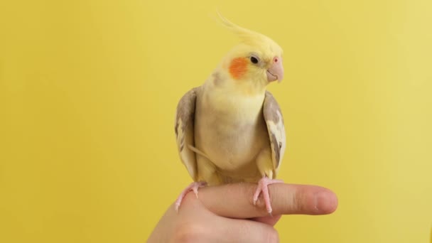 手に座って 明るい黄色の背景に純血黄色のオウム ペットのビデオ撮影 かわいいペット鳥 — ストック動画