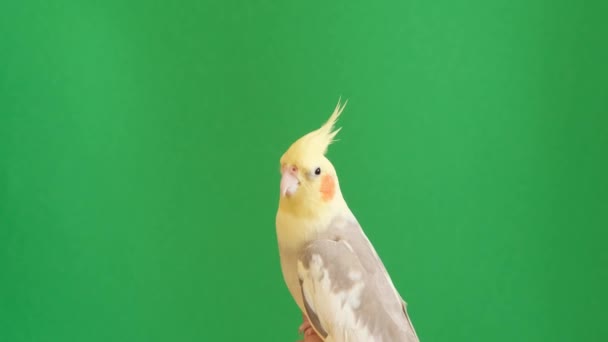 Жовтий Обрізаний Папуга Красивому Зеленому Тлі Прекрасне Пір Рекламна Стрілянина — стокове відео