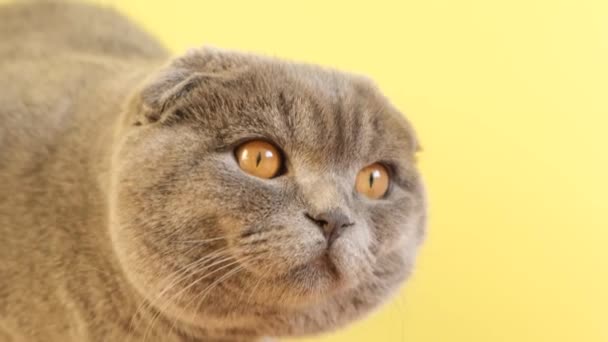 Közelről Egy Aranyos Szürke Macska Nagy Szép Szemekkel Nézi Kamerát — Stock videók