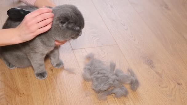 Combing Gray Purebred Cat Hair Loss Cat Hygiene Cats — Vídeo de Stock