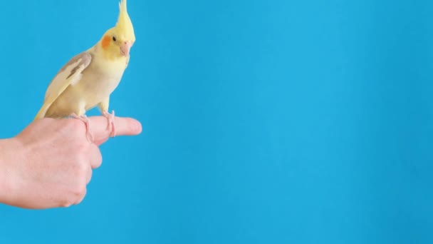 Purebred Yellow Parrot Blue Background Sitting Owners Hand Parrot Takes — Vídeos de Stock