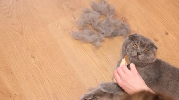 Funny Sleepy Purebred Cat Lying Wooden Floor While Being Combed — Video Stock