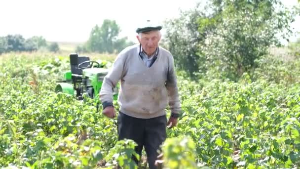 Ένας Πολύ Γέρος Αγρότης Περπατάει Στη Φάρμα Του Μια Ηλιόλουστη — Αρχείο Βίντεο