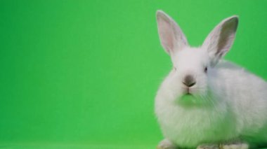Sleeping white bunny resting on a green background. Video of an albino rabbit. Pet life. Rabbit close up