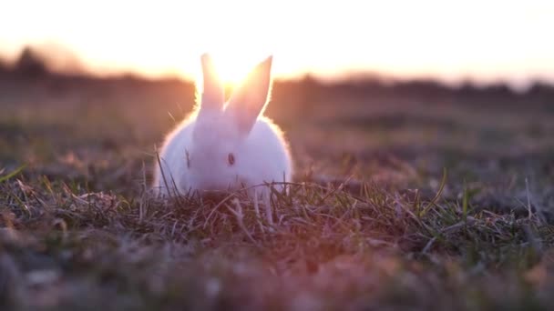 Cute Little White Rabbit Eating Green Grass Sunset Rabbit Symbol — Video