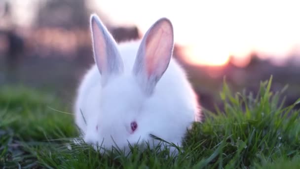 Símbolo Pascua Conejo Sobre Hierba Verde Atardecer Vídeo — Vídeos de Stock