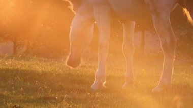 White mare grazes on a green lawn on a warm summer evening against the sunset. The beautiful animal has completely white hair and a gray mane.