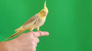 A yellow parrot with a beautiful big forelock sits on the owners hand. A colorful parrot on a bright green background. Beautiful colors. Shooting charming domestic birds
