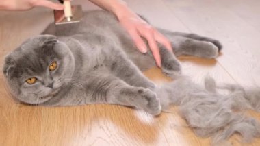 Güzel gri kısa saçlı bir kedi taranırken yerde yatıyor. Kedi kürkünü önemsiyorum. Bir kadın bir kediyi tarıyor.