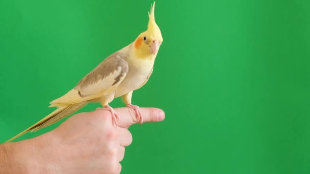 Yellow Parrot Beautiful Big Forelock Sits Owners Hand Colorful Parrot — Stok video