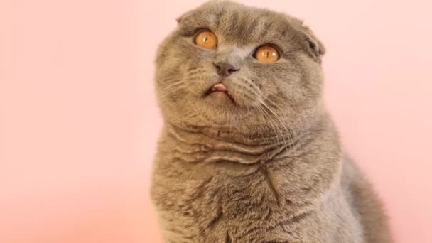 Bolyhos Rövid Hajú Szürke Macska Halvány Rózsaszín Háttérrel Egy Éhes — Stock videók