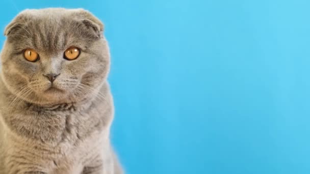 Thoughtful Serious Gray Cat Big Yellow Eyes Blue Background Shooting — Vídeos de Stock