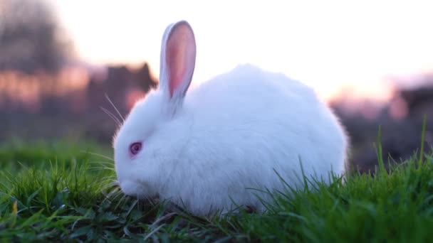 Kanin Äter Grönt Gräs Avelsdjur Gården Fluffy Gnagare Symbol För — Stockvideo