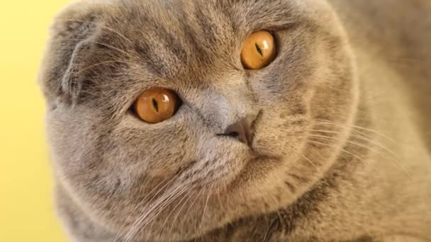 Nahaufnahme Einer Schönen Grauen Katze Mit Großen Augen Die Irgendwo — Stockvideo