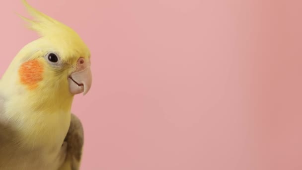 Крупним Планом Обрізаний Папуга Рожевому Тлі Прекрасний Птах Гарне Відео — стокове відео