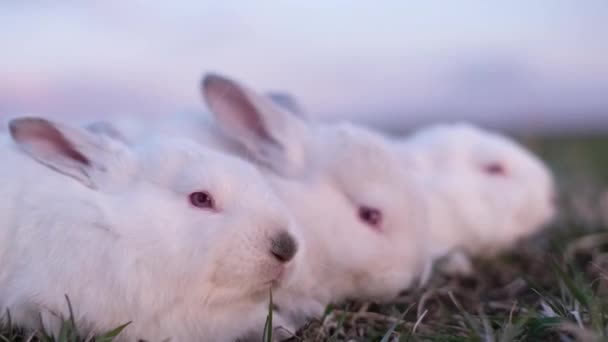 在农场里喂兔子 白兔一起吃青草 — 图库视频影像