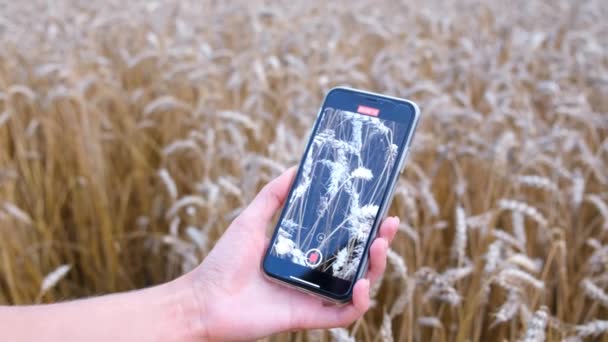 Womans Hand Takes Video Ear Wheat Smartphone Photo Video Recording — Stock Video