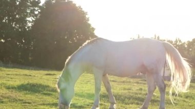 A beautiful white horse is grazing on a green meadow at sunset, slow motion