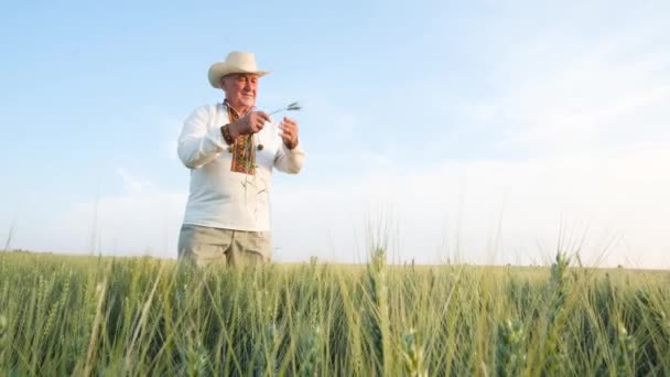 Old Ukrainian Grandfather Embroidered Jacket Holds Young Wheat Sprouts Middle — Stockvideo