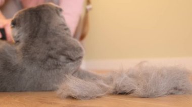 Ahşap zeminde taranırken yerde yatan komik safkan kedi. Bir kadın bir kediyi tarar. Hayvan bakımı