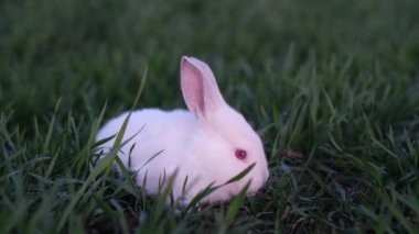 A white rabbit is a symbol of Easter and feeling a holiday, he is sitting on the green grass at sunset. Beautiful cute bunny