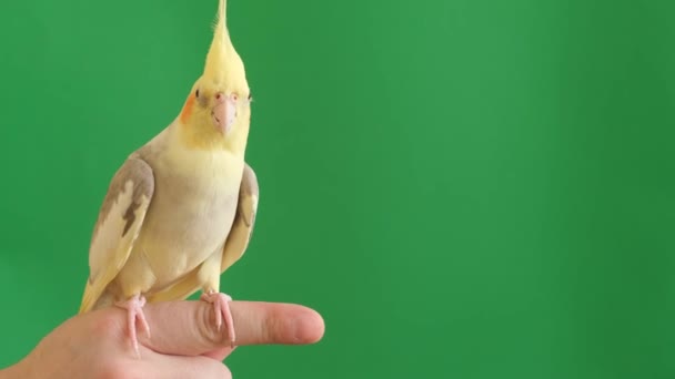 Yellow Parrot Beautiful Big Forelock Sits Owners Hand Colorful Parrot — Stockvideo