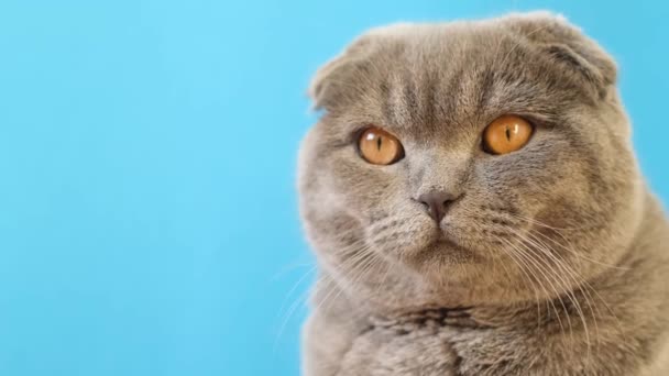 Purebred Short Haired Gray Cat Blue Background Beautiful Video Pets — Stockvideo