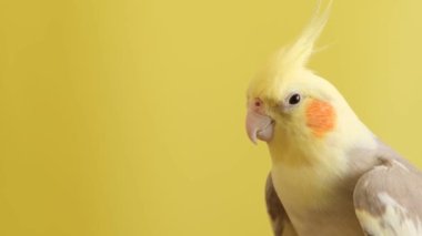 Purebred yellow parrot on a bright yellow background. Video shooting of pets