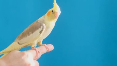 A bright yellow macaw sits on a finger. Beautiful parrot on a light blue background in the studio.
