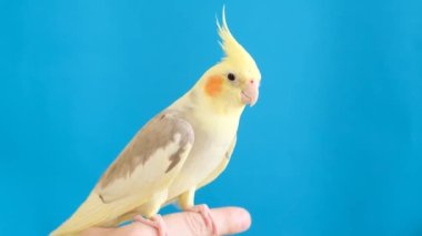 A yellow crested parrot on a bright blue background is sitting on a human finger. Domesticated birds. Unusual birds. Shooting a purebred parrot