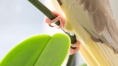 Close-up of the legs of a colorful parrot sitting on a branch. Parrot in nature. Wonderful living organisms.