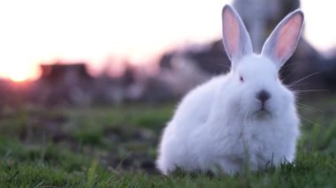 A fluffy Easter bunny is sitting on green grass on a spring-summer background. A small white rabbit stands playfully on the lawn, creating the concept of a cute animal, a fluffy pet.