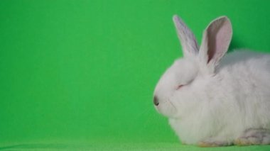 Sweet dream of a little rabbit on a bright green background. Eared rabbit sleeping on camera