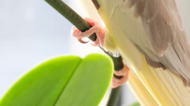Renkli Bir Papağanın Dalda Oturan Bacaklarının Yakın Çekimi Doğadaki Papağan — Stok video