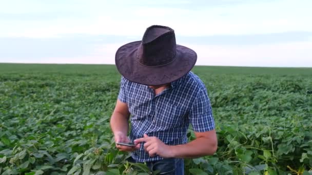 American Farmer Cowboy Hat Stands Middle Field Young Soybeans Takes — стокове відео
