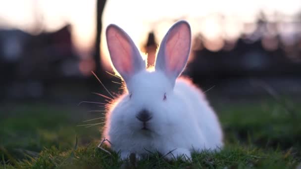 Concept Easter Bunny Symbol Way Represent Easter Holiday Its Celebration — Vídeos de Stock