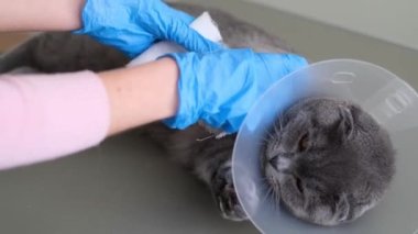 A domestic gray British Shorthair cat in a protective collar after surgery. The cat broke its paw. The topic is medicine and protection of domestic animals. 4k video