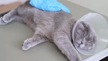 Anestezi sırasında gri kedi. Bir veteriner ameliyattan önce bir kediyi okşar. Kedinin kısırlaştırılması. 4k video