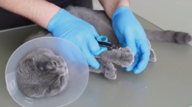 Bir veterinerin yakın çekimi bir kediyi muayene eder ve pençelerini keser. Kedi bakımı