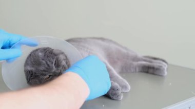 Bir veterinerin kediye tasma taktığı yakın plan bir fotoğraf. Ameliyattan sonra kedi. Klinikteki bir veterinerin işi. 4k video