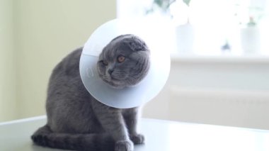 Veteriner tasmalı gri bir kedi klinikteki bir masada oturuyor. Hasta bir hayvan.