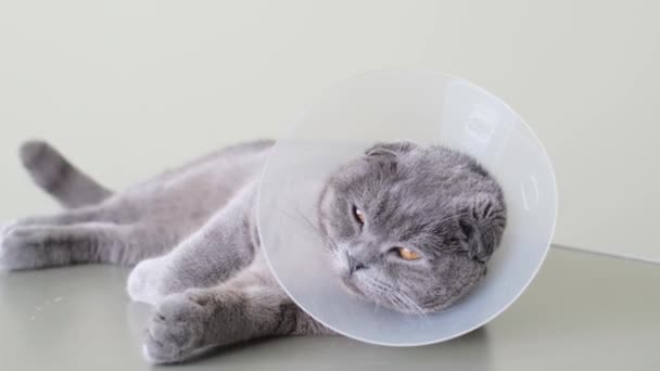 Gray Scottish Cat Veterinary Collar Lies Sad Surgery Exhausted Cat — Stockvideo