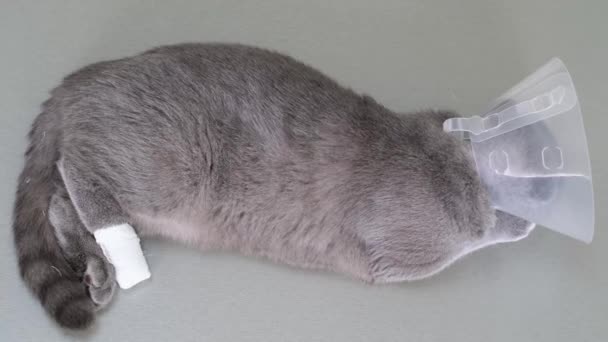 Scottish Tabby Cat Veterinary Collar Table Cat Has Damaged Paw — Vídeos de Stock