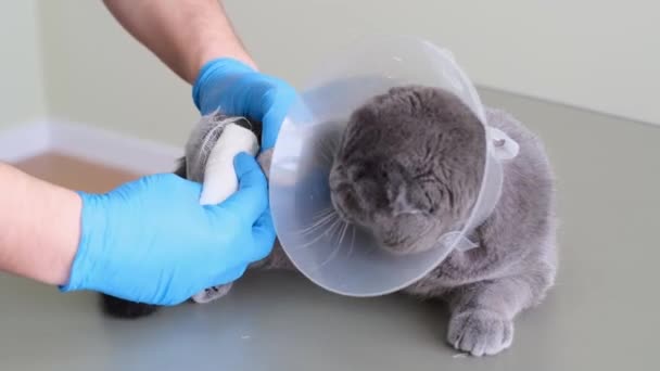 Scottish Tabby Cat Has Injured Paw Lying Table Veterinary Collar — Stock Video