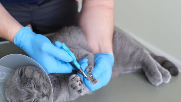 獣医師がスコットランドの猫の爪を切る 退役軍人サービス — ストック動画