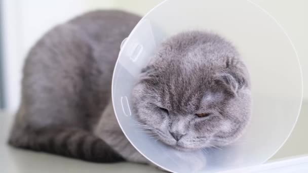 Sick Cat Veterinary Collar Table Veterinary Services Doctor — 图库视频影像