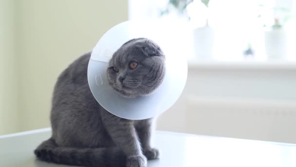 Gray Cat Veterinary Collar Sits Table Clinic Sick Animal — Video