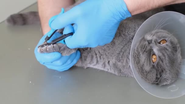 Cats Getting Nail Trim Trimming Cats Nails Cutting Domestic Cats — 图库视频影像
