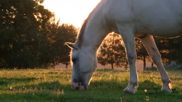 Ένα Όμορφο Λευκό Άλογο Βόσκει Ένα Λιβάδι Φόντο Πεύκα Και — Αρχείο Βίντεο